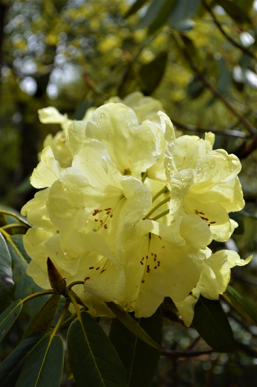 'Queen Elizabeth II'